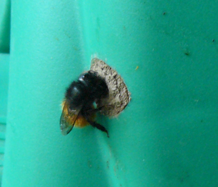 Osmia cornuta ♀ (Apidae Megachilinae)